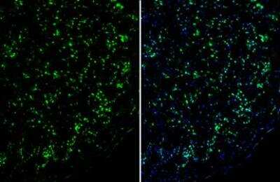 Immunohistochemistry-Frozen: Serpin I1/Neuroserpin Antibody [NBP1-31037] - Neuroserpin antibody [C3], C-term detects Neuroserpin protein by immunohistochemical analysis.Sample: Frozen-sectioned mouse cerebral cortex.Green: Neuroserpin stained by Neuroserpin antibody [C3], C-term (NBP1-31037).Blue: Fluoroshield with DAPI.