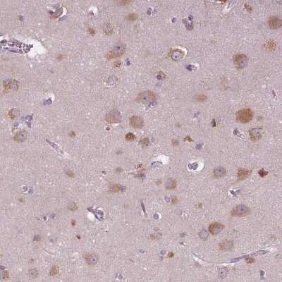 Immunohistochemistry-Paraffin: Serpin I1/Neuroserpin Antibody [NBP1-82587] - Staining of human cerebral cortex shows high expression.