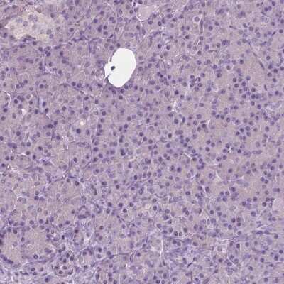 Immunohistochemistry-Paraffin: Serpin I1/Neuroserpin Antibody [NBP1-82587] - Staining of human pancreas shows low expression as expected.