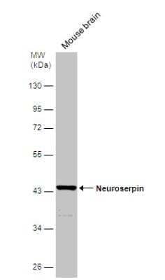 Western Blot: Serpin I1/Neuroserpin Antibody [NBP1-31037] - Mouse tissue extract (50 ug) was separated by 10% SDS-PAGE, and the membrane was blotted with Neuroserpin antibody [C3], C-term diluted at 1:500.