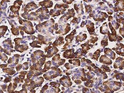 Immunohistochemistry-Paraffin: Serpin I2 Antibody (02) [NBP3-06556] - Staining of human SERPINI2 in human pancreas with mouse monoclonal antibody (1:1000). 