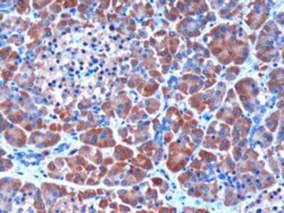 Immunohistochemistry-Paraffin: Serpin I2 Antibody [NB100-1782] - Staining of paraffin embedded Human Pancreas. Antibody at 3 ug/mL. Microwaved antigen retrieval with citrate buffer pH 6, HRP-staining.