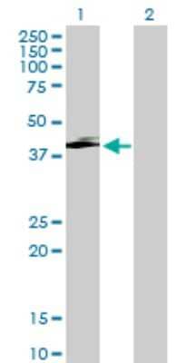 Western Blot: Serpin I2 Antibody [H00005276-B02P] - Analysis of SERPINI2 expression in transfected 293T cell line by SERPINI2 polyclonal antibody.  Lane1:SERPINI2 transfected lysate(44.55 KDa). Lane2:Non-transfected lysate.
