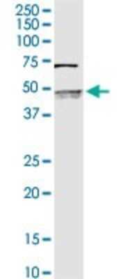 Western Blot: SerpinB2 Antibody [H00005055-D01P] - Analysis of SERPINB2 expression in MCF-7.
