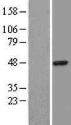 Western Blot: SerpinB3 Overexpression Lysate (Adult Normal) [NBL1-15846] Left-Empty vector transfected control cell lysate (HEK293 cell lysate); Right -Over-expression Lysate for SerpinB3.