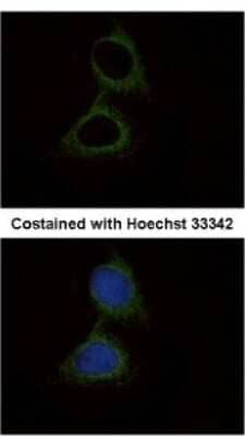 Immunocytochemistry/Immunofluorescence: SerpinB6 Antibody [NBP2-20311] - Analysis of methanol-fixed HeLa, using antibody at 1:500 dilution.