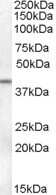 Western Blot: SerpinB6 Antibody [NB100-93464] - Analysis of SerpinB6 using this antidoby at 0.1 ug/ml in Human Ovary lysate (35ug protein in RIPA buffer). Primary incubation was 1 hour. Detected by chemiluminescence.