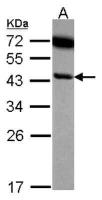 Western Blot: SerpinB6 Antibody [NBP2-20311] - Sample (30 ug of whole cell lysate) A: A549 10% SDS PAGE gel, diluted at 1:10000.