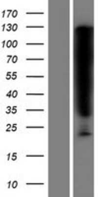 Western Blot: SerpinB6 Overexpression Lysate (Adult Normal) [NBP2-07855] Left-Empty vector transfected control cell lysate (HEK293 cell lysate); Right -Over-expression Lysate for SerpinB6.