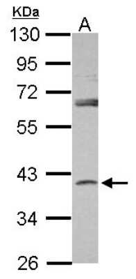 Western Blot: SerpinB7 Antibody [NBP2-20312] - Sample (30 ug of whole cell lysate) A: NCI-H929 10% SDS PAGE gel, diluted at 1:1000.
