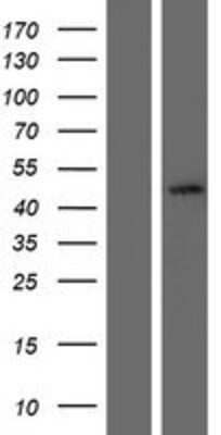 Western Blot SerpinB7 Overexpression Lysate