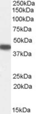 Western Blot: SerpinB9 Antibody [NB100-58965] - (0.5ug/ml) staining of Human Placenta lysate (35ug protein in RIPA buffer). Primary incubation was 1 hour. Detected by chemiluminescence.