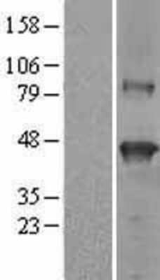 Western Blot SerpinB9 Overexpression Lysate