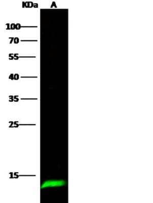 Western Blot: Serum Amyloid A4 Antibody (001) [NBP2-89887] - Lane A: 293T Whole Cell Lysate Lysates/proteins at 30 ug per lane.Secondary Goat Anti-Rabbit IgG H&L (Dylight800) at 1/10000 dilution.Developed using the Odyssey technique. Performed under reducing conditions.Predicted band size:15 kDa Observed band size:14 kDa