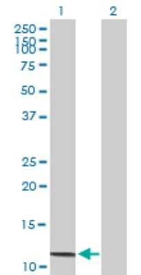 Western Blot: Serum Amyloid A4 Antibody [H00006291-B02P] - Analysis of SAA4 expression in transfected 293T cell line by SAA4 polyclonal antibody.  Lane 1: SAA4 transfected lysate(14.3 KDa). Lane 2: Non-transfected lysate.