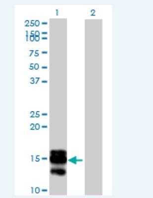 Western Blot: Serum Amyloid A4 Antibody [H00006291-B03P-50ug] - Analysis of SAA4 expression in transfected 293T cell line (H00006291-T03) by SAA4 MaxPab polyclonal antibody.  Lane 1: SAA4 transfected lysate(14.41 KDa). Lane 2: Non-transfected lysate.