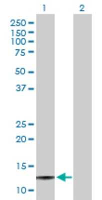 Western Blot: Serum Amyloid A4 Antibody [H00006291-D01P] - Analysis of SAA4 expression in transfected 293T cell line by SAA4 polyclonal antibody.Lane 1: SAA4 transfected lysate(14.80 KDa).Lane 2: Non-transfected lysate.