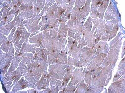 Immunohistochemistry-Paraffin: Serum Response Factor SRF Antibody [NBP1-33063] - Mouse muscle at a dilution of 1:500. Antigen Retrieval: TrilogyTM (EDTA based) buffer, 15min