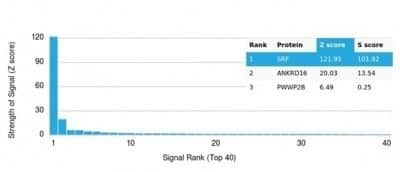 Protein Array: Serum Response Factor SRF Antibody (PCRP-SRF-1F1) - Azide and BSA Free [NBP3-14187] - Analysis of Protein Array containing more than 19,000 full-length human proteins using Serum Response Factor SRF Antibody (PCRP-SRF-1F1).