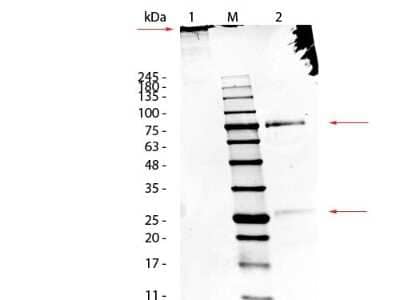 SDS-Page: Sheep IgM Isotype Control [NBP1-96774] - Lane 1: Sheep IgM, Non-Reduced. Lane 2: Sheep IgM, Reduced. Load: 1.0 ug per lane.