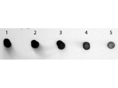 Dot Blot: Sheep anti-Human IgG (H+L) Secondary Antibody [Alkaline Phosphatase] [NBP1-72572] - Dot Blot of Sheep anti-Human IgG (H+L) Secondary Antibody [Alkaline Phosphatase].  Antigen:  Human IgG.  Load:  Lane 1 - 200 ng Lane 2 - 66.67 ng Lane 3 - 22.22 ng Lane 4 - 7.41 ng Lane 5 - 2.47 ng.Primary antibody:  none.Secondary antibody:  Sheep anti-Human IgG (H+L) Secondary Antibody [Alkaline Phosphatase] at 1:1000 for 60 min at RT.Block:  Fluorescent blocking buffer for 60 min at RT.Visualized using Alkaline Phosphatase Substrate for 30 seconds at RT.