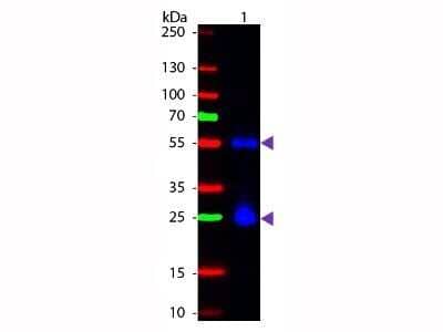 Western Blot: Sheep anti-Mouse IgG (H+L) Secondary Antibody [FITC] [NB120-6804] - Western Blot of Fluorescein Sheep anti-Mouse IgG (H+L) Secondary Antibody [FITC].  Lane 1:  Mouse IgG.Lane 2:  None.Load:  50 ng per lane.Primary antibody:  None.Secondary antibody:  Sheep anti-Mouse IgG (H+L) Secondary Antibody [FITC] at 1:1000 for 60 min at RT.Blocking:  Fluorescent blocking buffer for 30 min at RT.Predicted/Observed size:  25 & 55 kDa, 25 & 55 kDa for Mouse IgG.Other band(s):  None.