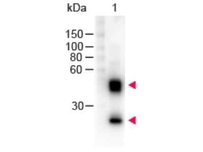 Western Blot: Sheep anti-Mouse IgG (H+L) Secondary Antibody [HRP] [NB120-6808] - Western Blot of Sheep anti-Mouse IgG (H+L) Secondary Antibody [HRP].  Lane 1:  Mouse IgG.  Lane 2:  None.Load:  100 ng per lane.Primary antibody:  none.Secondary antibody:  Sheep anti-Mouse IgG (H+L) Secondary Antibody [HRP] at 1:1000 for 60 min at RT.Block:  Fluorescent blocking buffer for 30 min at RT.Predicted/Observed size:  55 and 28 kDa, 55 and 28 kDa for Mouse IgG. Other band(s): none.