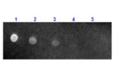 Dot Blot: Sheep anti-Mouse IgG (H+L) Secondary Antibody [Texas Red] [NB120-6806]