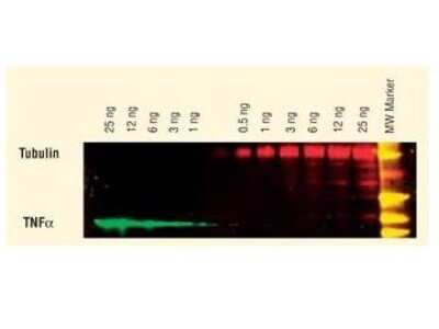 Western Blot: Sheep anti-Rabbit IgG (H+L) Secondary Antibody [DyLight 549] (Pre-adsorbed) [NBP1-72961] - DyLight (TM) dyes can be used for two-color Western Blot detection with low background and high signal. Anti-tubulin was detected using a DyLight (TM) 549 conjugate. Anti-TNFa was detected using a DyLight (TM) 649 conjugate. The image was captured using the Typhoon (TM) 9410 Imaging System.