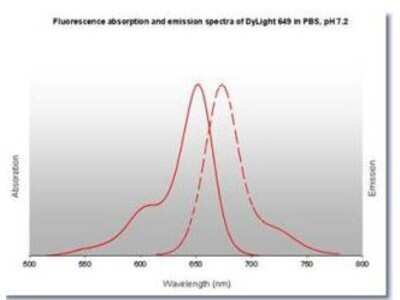 Fluorophore-linked immunosorbent assay: Sheep anti-Rabbit IgG (H+L) Secondary Antibody [DyLight 649] (Pre-adsorbed) [NBP1-72962]