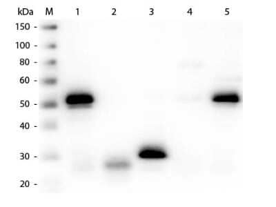 Western Blot: Sheep anti-Rabbit IgG (H+L) Secondary Antibody [DyLight 680] (Pre-adsorbed) [NBP1-72963] - Lane M: 3 ul Molecular Ladder. Lane 1: Rabbit IgG whole molecule. Lane 2: Rabbit IgG F(ab) Fragment. Lane 3: Rabbit IgG F(c) Fragment. Lane 4: Rabbit IgM Whole Molecule. Lane 5: Normal Rabbit Serum. All samples were reduced. Load: 50 ng per lane. Block: 30 min at RT. Primary Antibody: Sheep anti-Rabbit IgG (H+L) Secondary antibody [DyLight 680] (Pre-adsorbed) (Min X Hu, Gt, Ms Serum Proteins) 1:3,000 for 60 min at RT. Secondary antibody: Anti-Sheep IgG (DONKEY) Peroxidase Conjugated Antibody 1:40,000 in 30 min at RT. Predicted/Observed Size: 25 and 50 kDa for Rabbit IgG and Serum, 25 kDa for F(c) and F(ab), 70 and 23 kDa for IgM . Rabbit F(c) migrates slightly higher.