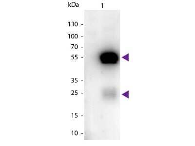 Western Blot: Sheep anti-Rabbit IgG (H+L) Secondary Antibody [HRP] [NBP1-73253] - Western blot of Sheep anti-Rabbit IgG (H+L) Secondary Antibody [HRP].Lane 1:  Rabbit IgG.Lane 2:  None.Load:  50 ng per lane.Primary antibody:  None.Secondary antibody:  Sheep anti-Rabbit IgG (H+L) Secondary Antibody [HRP] at 1:1000 for 60 min at RT.Blocking:  Fluorescent blocking buffer for 30 min at RT.Predicted/Observed size:  25 & 55 kDa, 25 & 55 kDa for Rabbit IgG.Other band(s):  None.