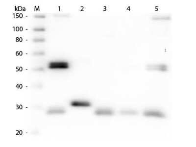 Western Blot: Sheep anti-Rat IgG (H+L) Secondary Antibody [NB120-6847] - Western Blot of Sheep anti-Rat IgG (H+L) Secondary antibody. Lane M: 3 ul Molecular Ladder. Lane 1: Rat IgG whole molecule. Lane 2: Rat IgG F(c) Fragment. Lane 3: Rat IgG Fab Fragment. Lane 4: Rat IgM Whole Molecule. Lane 5: Rat Serum. All samples were reduced. Load: 50 ng per lane. Block for 30 min at RT. Primary Antibody: Sheep anti-Rat IgG (H+L) Secondary antibody 1:1,000 for 60 min at RT. Secondary Antibody: Anti-Sheep IgG (DONKEY) Peroxidase Conjugated Antibody 1:40,000 in blocking buffer for 30 min at RT. Predicted/Obsevered Size: 25 and 55 kDa for Rat IgG and Serum, 25 kDa for F(c) and Fab, 78 and 25 kDa for IgM. Rat F(c) migrates slightly higher.