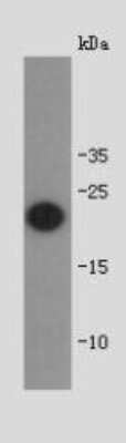 Western Blot: Shiga toxin subunit B Antibody [NBP2-67145] - Analysis on full length recombinant protein of shiga toxin subunit B using polyclonal antibody.