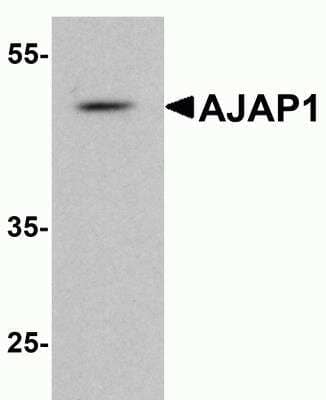 Western Blot: Shrew-1/AJAP1 Antibody [NBP2-81800] - Western blot analysis of Shrew-1/AJAP1 in rat liver tissue lysate with Shrew-1/AJAP1 antibody at 1 ug/ml.