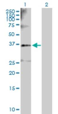 Western Blot: Shugoshin Antibody [H00151648-D01P] - Analysis of SGOL1 expression in transfected 293T cell line by SGOL1 polyclonal antibody.Lane 1: SGOL1 transfected lysate(33.50 KDa).Lane 2: Non-transfected lysate.