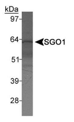 Western Blot: Shugoshin Antibody [NBP1-03361] - Detection of SGO1 in HeLa nuclear extract using NBP1-03361.