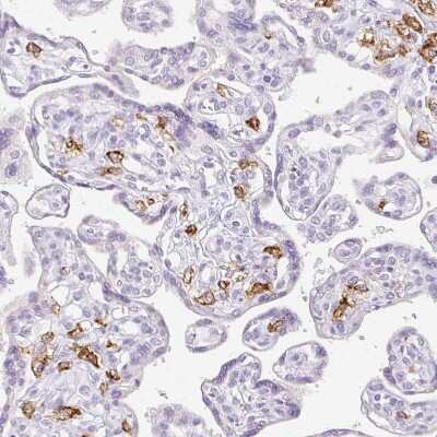 Immunohistochemistry-Paraffin: Siglec-1/CD169 Antibody [NBP2-30903] - Staining of human placenta shows strong membranous positivity in Hofbauer cells.