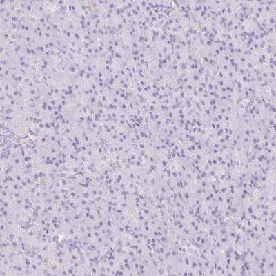 Immunohistochemistry-Paraffin: Siglec-1/CD169 Antibody [NBP2-30903] - Staining of human pancreas shows no positivity in  exocrine glandular cells as expected.