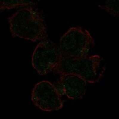 Immunocytochemistry/Immunofluorescence: Siglec-11 Antibody [NBP3-17311] - Staining of human cell line HEL shows localization to the Golgi apparatus.