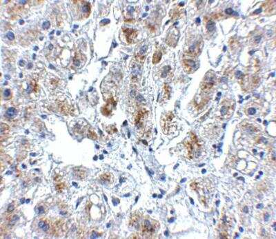 Immunohistochemistry-Paraffin: Siglec-11 Antibody [NBP1-77025] - Human liver tissue with Siglec11 antibody at 5 ug/ml.