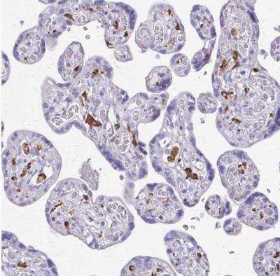 Immunohistochemistry-Paraffin: Siglec-11 Antibody [NBP2-32523] - Staining of human placenta shows strong cytoplasmic positivity in Hofbauer cells.