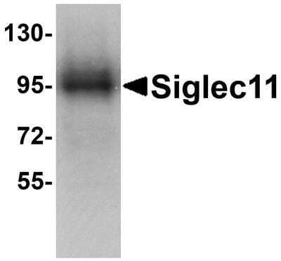 Western Blot Siglec-11 Antibody - BSA Free