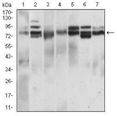 Western Blot: Siglec-2/CD22 Antibody (2H1C4) [NBP2-37327] - Analysis using CD22 mouse mAb against L1210 (1), Hela (2), HEK293 (3), Jurkat (4), OCM-1 (5), A432 (6) and NIH/3T3 (7) cell lysate.