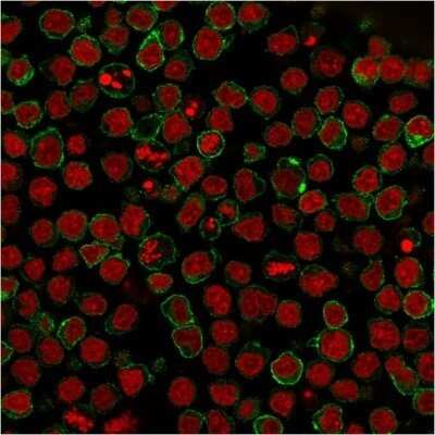 Immunocytochemistry/Immunofluorescence: Siglec-2/CD22 Antibody (BLCAM/1795) - Azide and BSA Free [NBP2-54473] - Immunofluorescent staining of paraformaldehyde-fixed Ramos cells using Siglec-2/CD22 Antibody (BLCAM/1795) followed by goat anti-Mouse IgG conjugated to CF488 (green). Nuclei are stained with Red Dot.