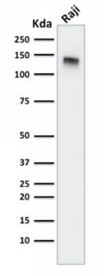 Western Blot: Siglec-2/CD22 Antibody (BLCAM/1795) - Azide and BSA Free [NBP2-54473] - Western Blot Analysis of Raji cell lysate using Siglec-2/CD22 Antibody (BLCAM/1795).