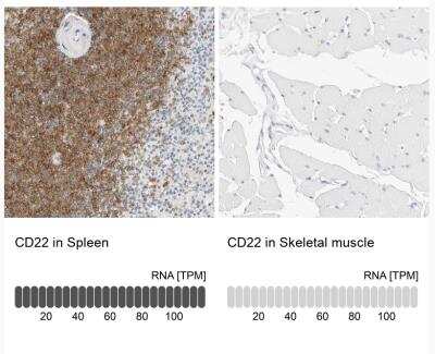 <b>Orthogonal Strategies Validation. </b>Immunohistochemistry-Paraffin: Siglec-2/CD22 Antibody [NBP1-87041] - Analysis in human spleen and skeletal muscle tissues. Corresponding CD22 RNA-seq data are presented for the same tissues.