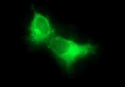 Immunocytochemistry/Immunofluorescence: Siglec-2/CD22 Antibody (OTI1F12) - Azide and BSA Free [NBP2-74186] - Analysis  of COS7 cells transiently transfected by pCMV6-ENTRY CD22.