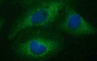 Immunocytochemistry/Immunofluorescence: Siglec-2/CD22 Antibody (OTI1F12) - Azide and BSA Free [NBP2-74186] - Analysis of HeLa cells.