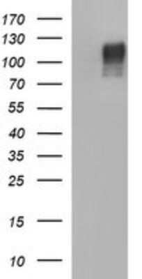 Western Blot: Siglec-2/CD22 Antibody (OTI1F12) - Azide and BSA Free [NBP2-74186] - Analysis of HEK293T cells were transfected with the pCMV6-ENTRY control (Left lane) or pCMV6-ENTRY CD22.